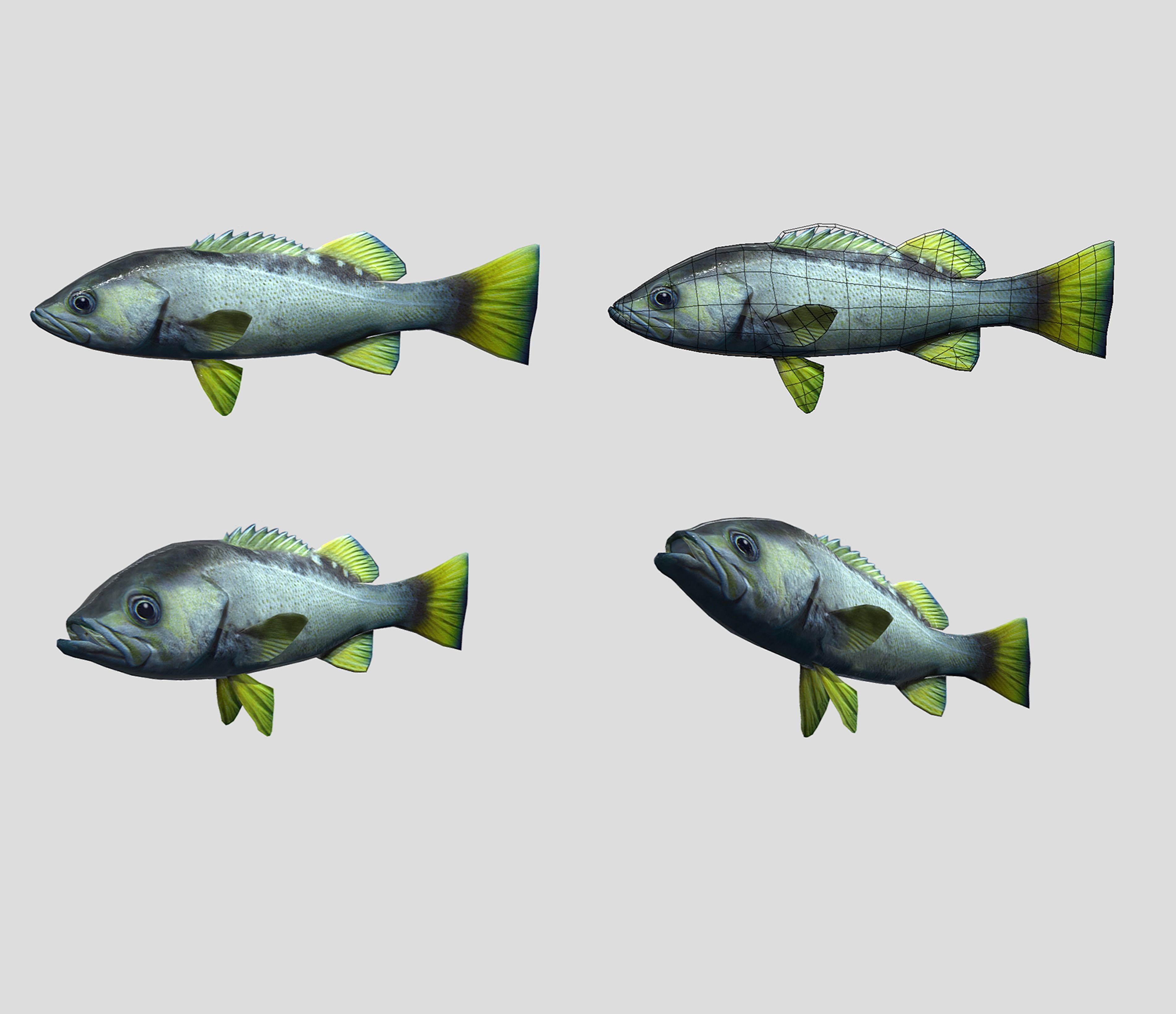 Fish Collection Animated - Game Ready Pack 5 _12