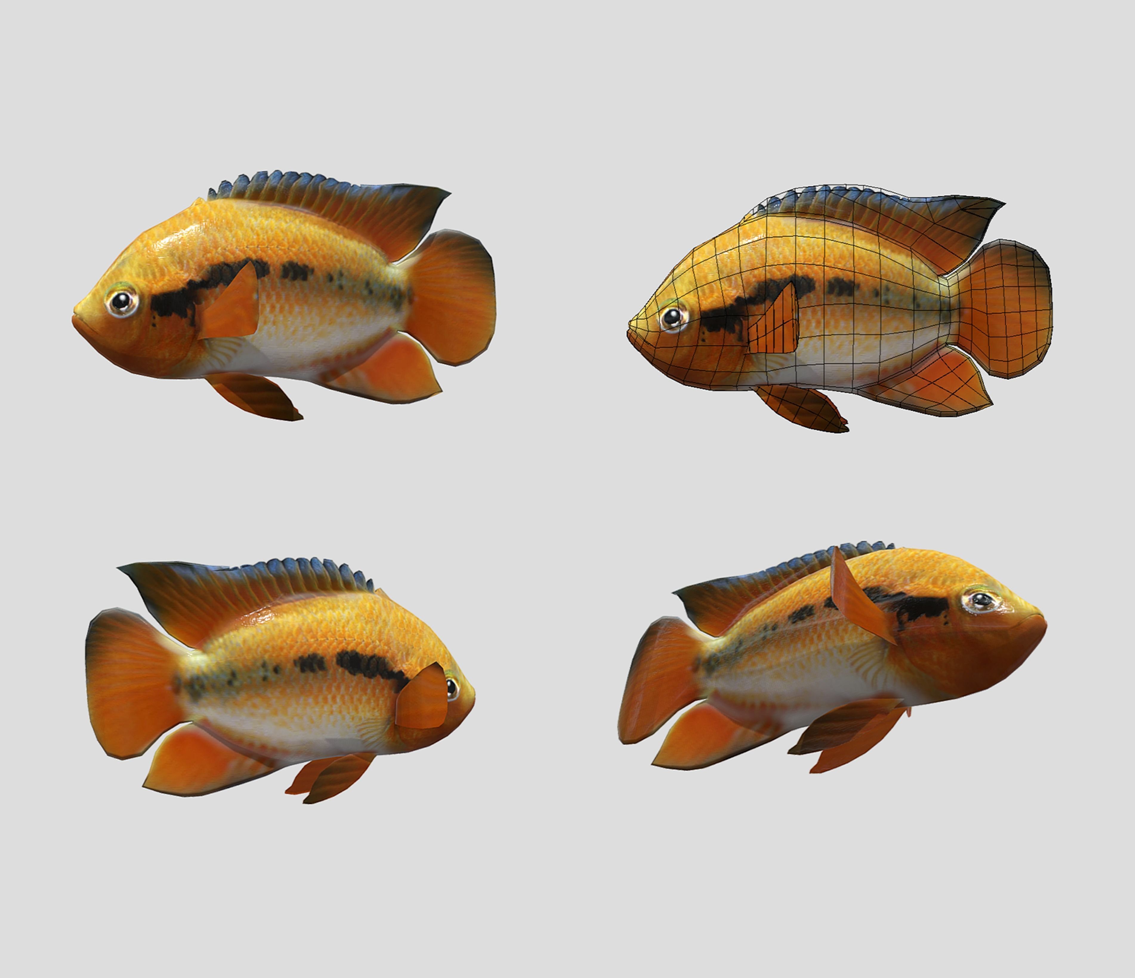 Fish Collection Animated - Game Ready Pack 5 _14