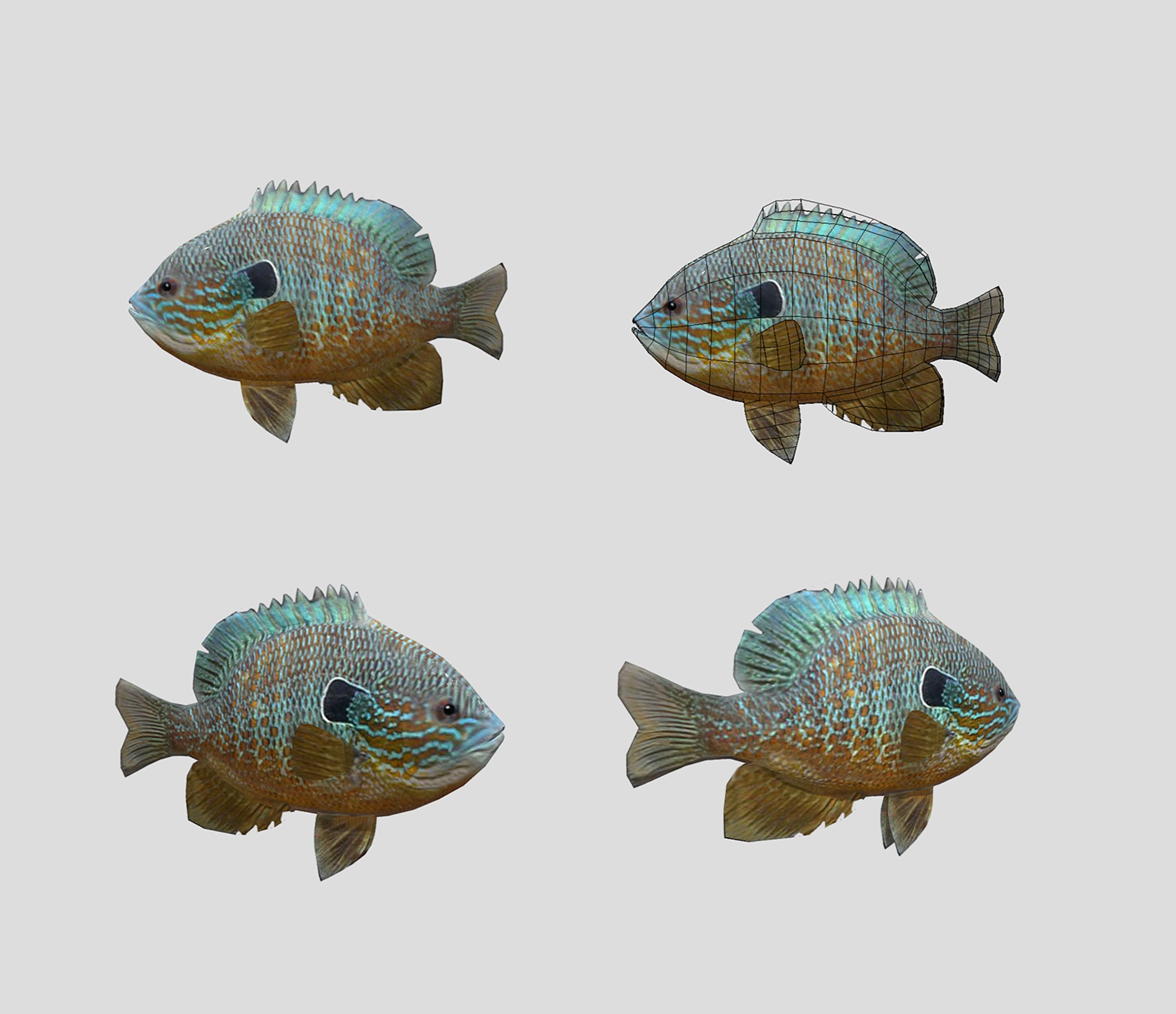 Fish Collection Animated - Game Ready Pack 5 _15