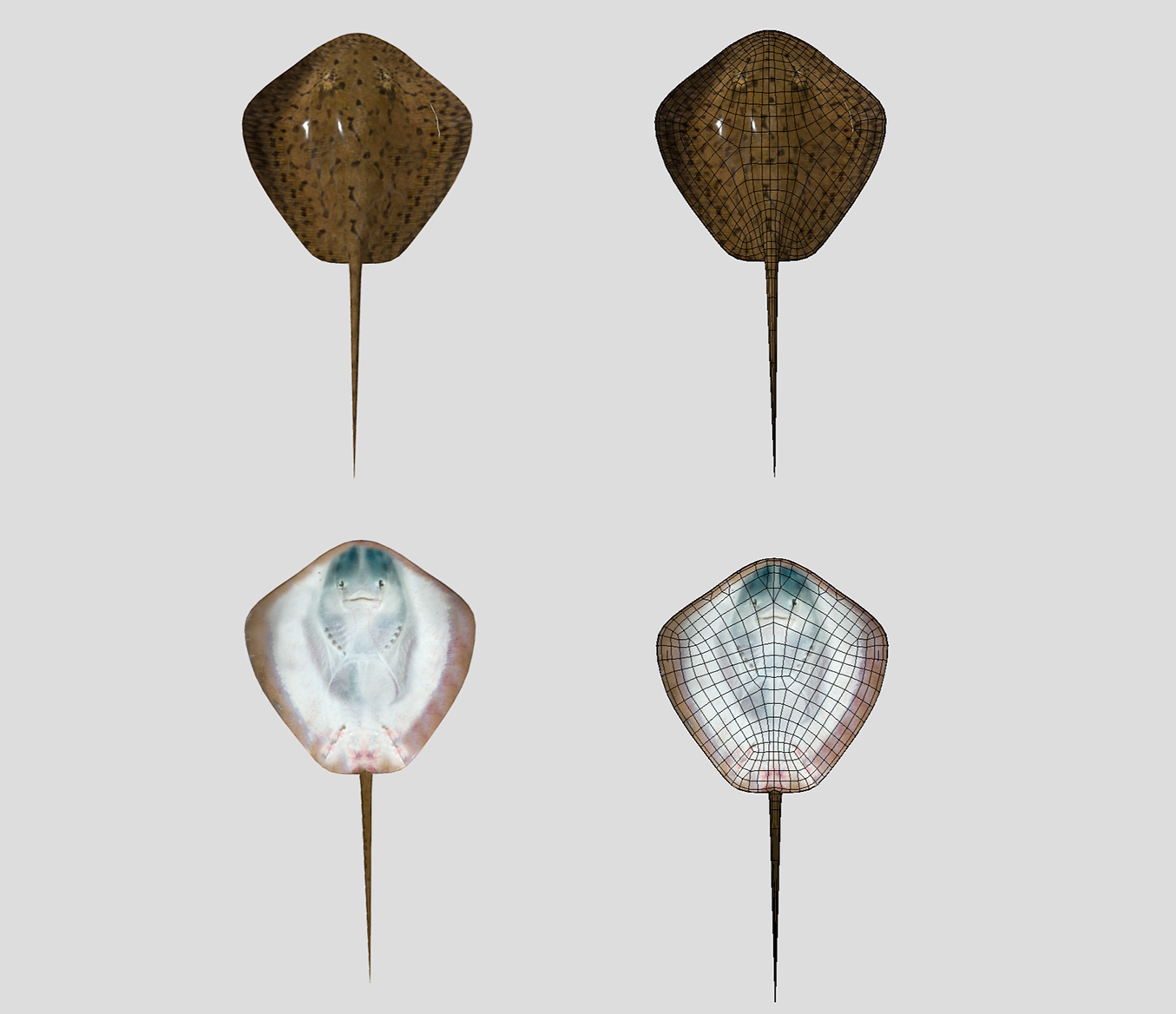 Fish Collection Animated - Game Ready Pack 5 _11