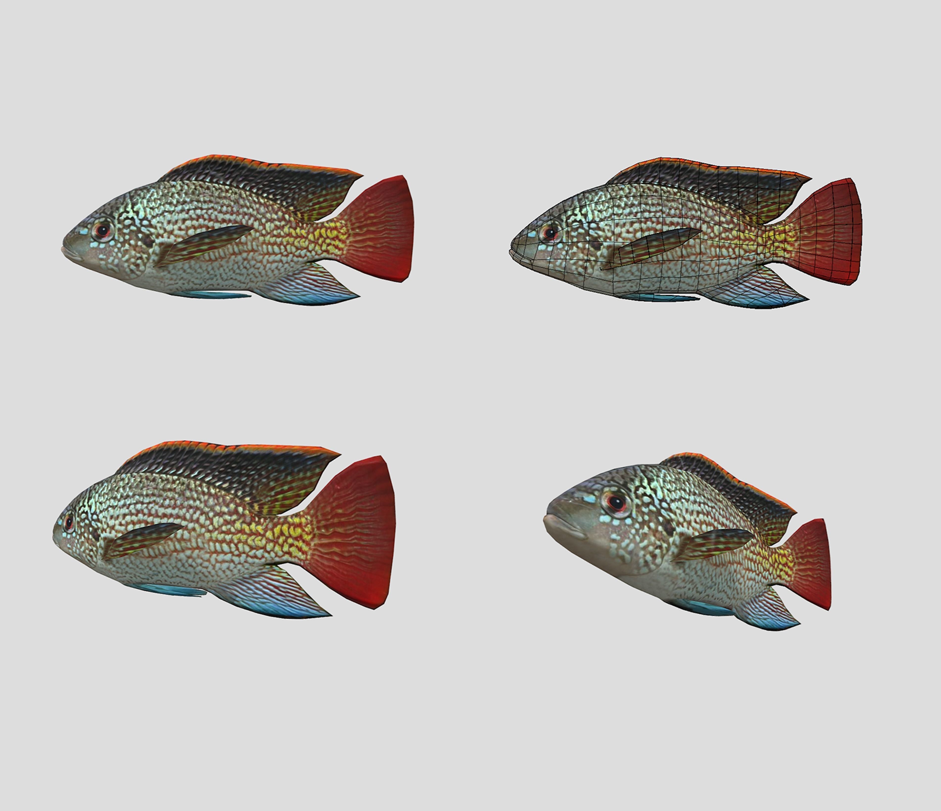 Fish Collection Animated - Game Ready Pack 5 _22