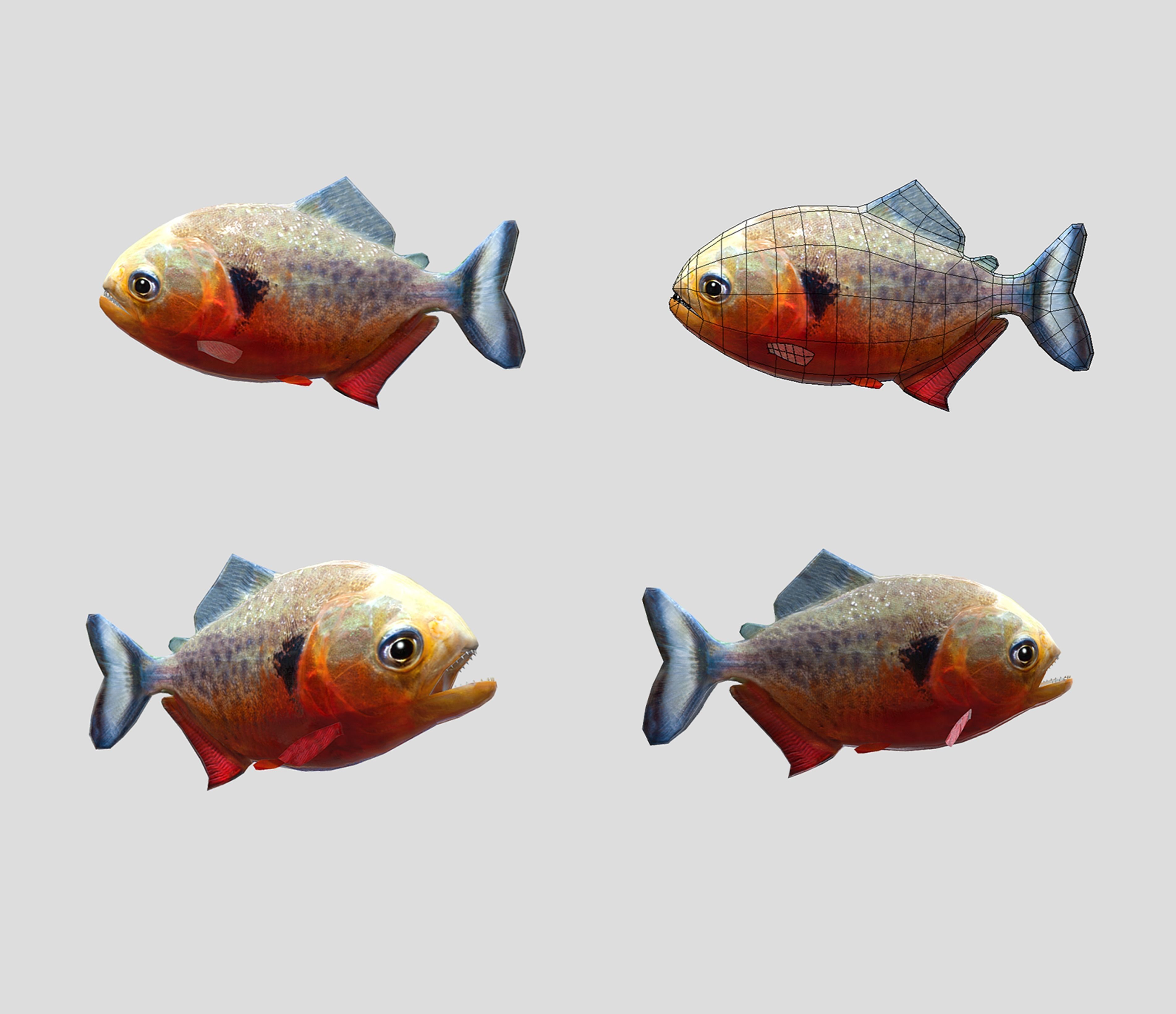 Fish Collection Animated - Game Ready Pack 5 _16