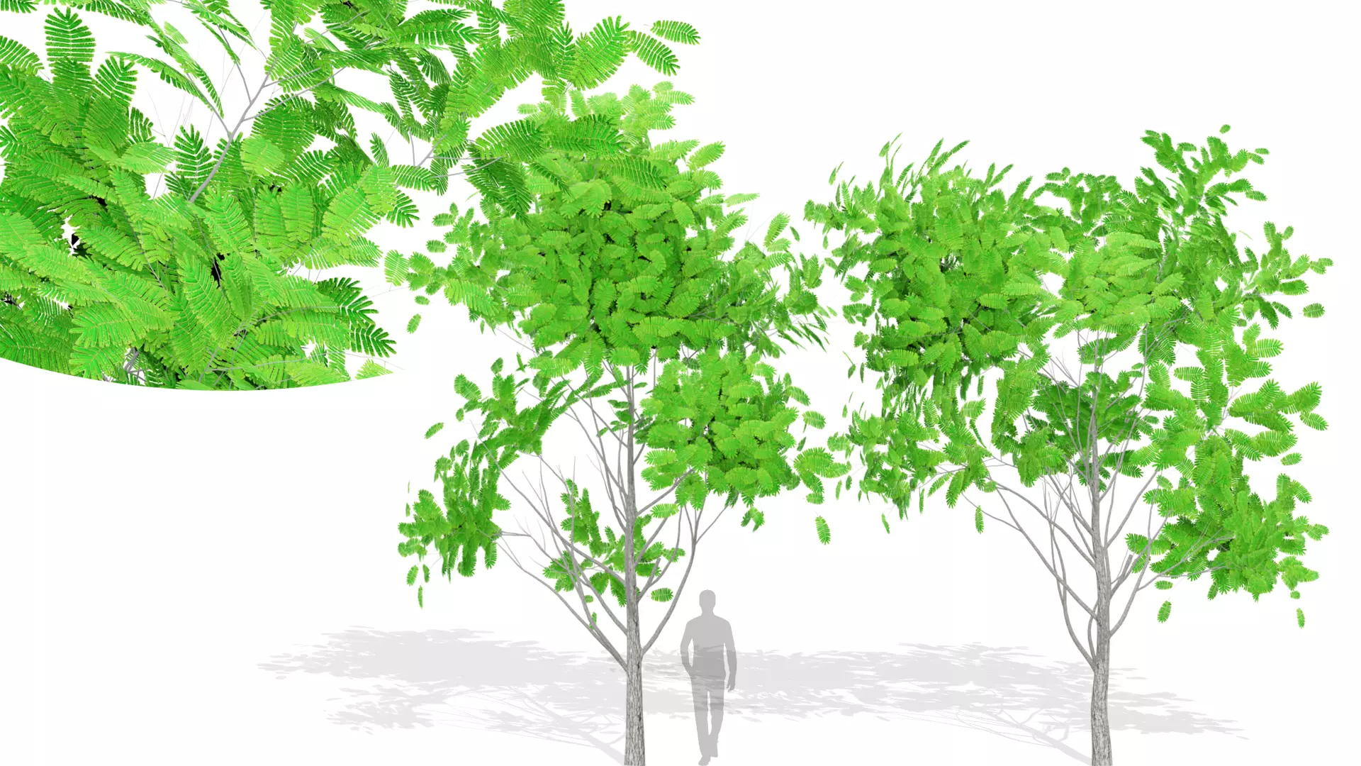 Delonix Regia Tree Low-poly 3D model