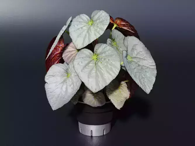 Silver Treasure Begonia