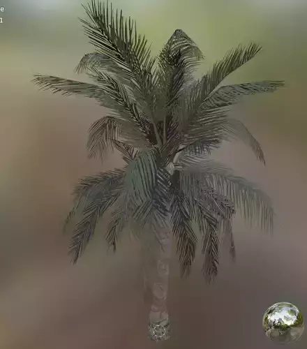 palm coconut tree 1 Low-poly 3D model