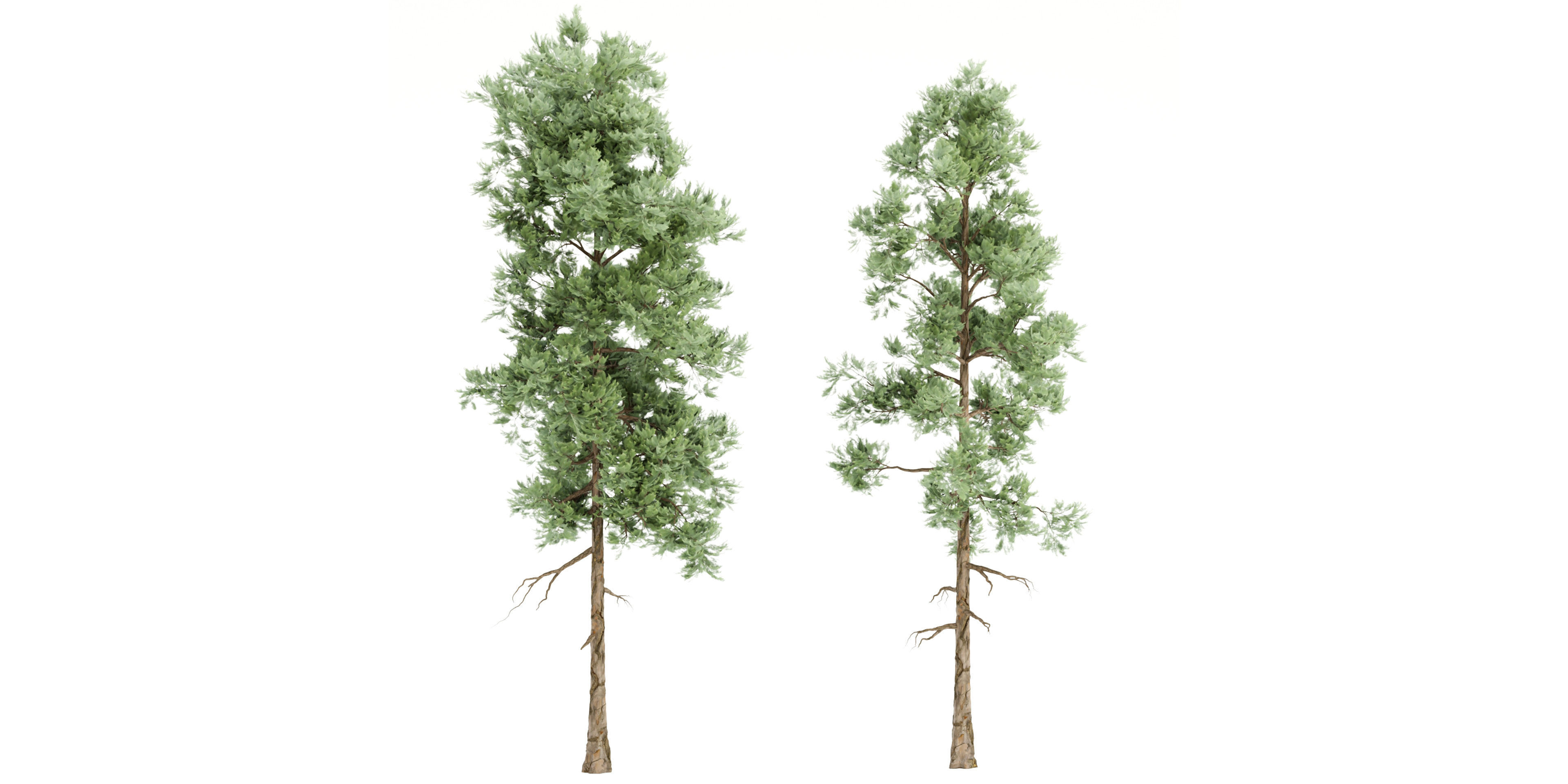 pine trees vol 18-Blender 3D model_1