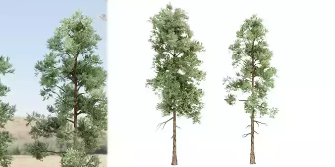 pine trees vol 18-Blender 3D model