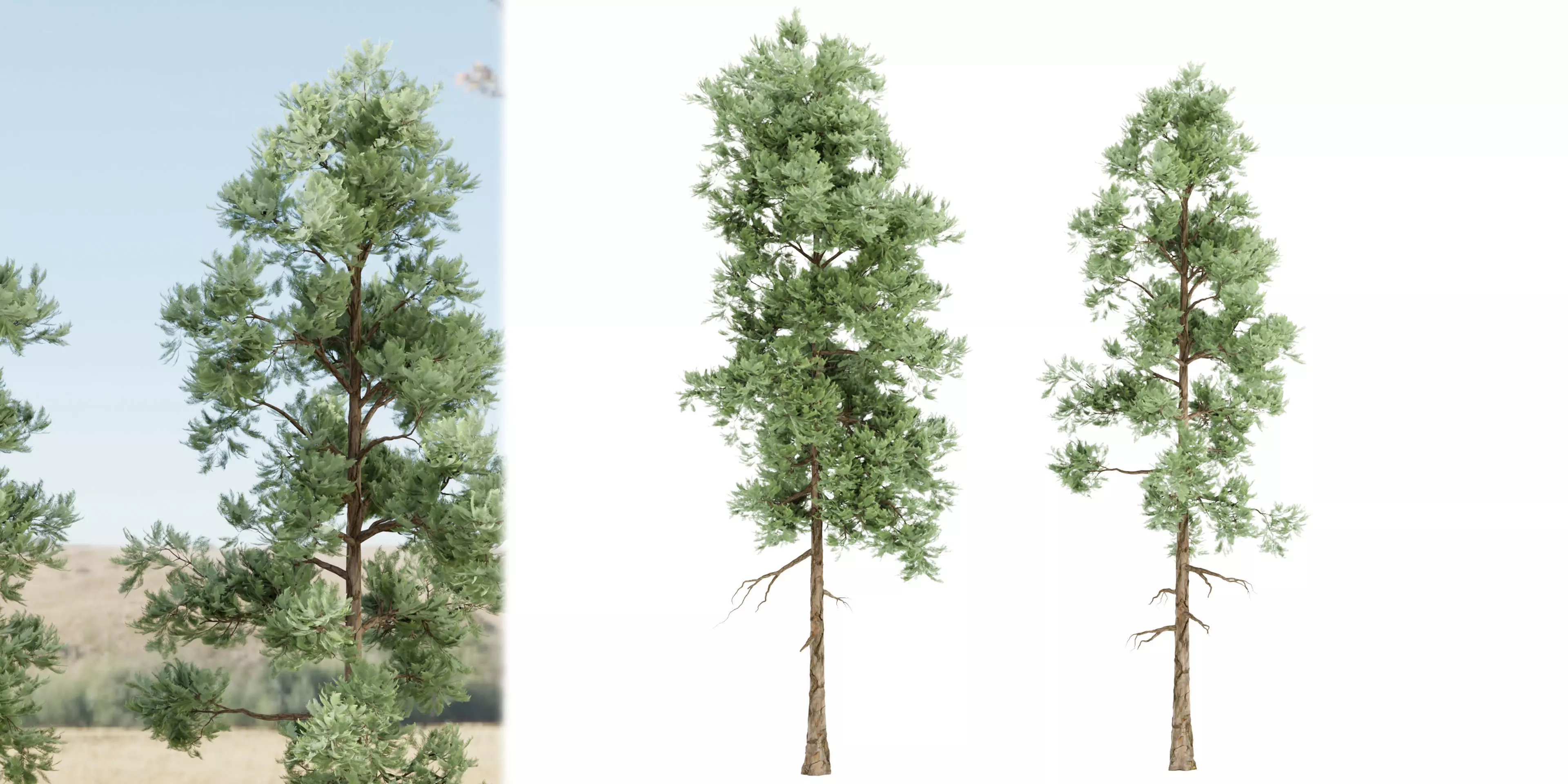 pine trees vol 18-Blender 3D model_0