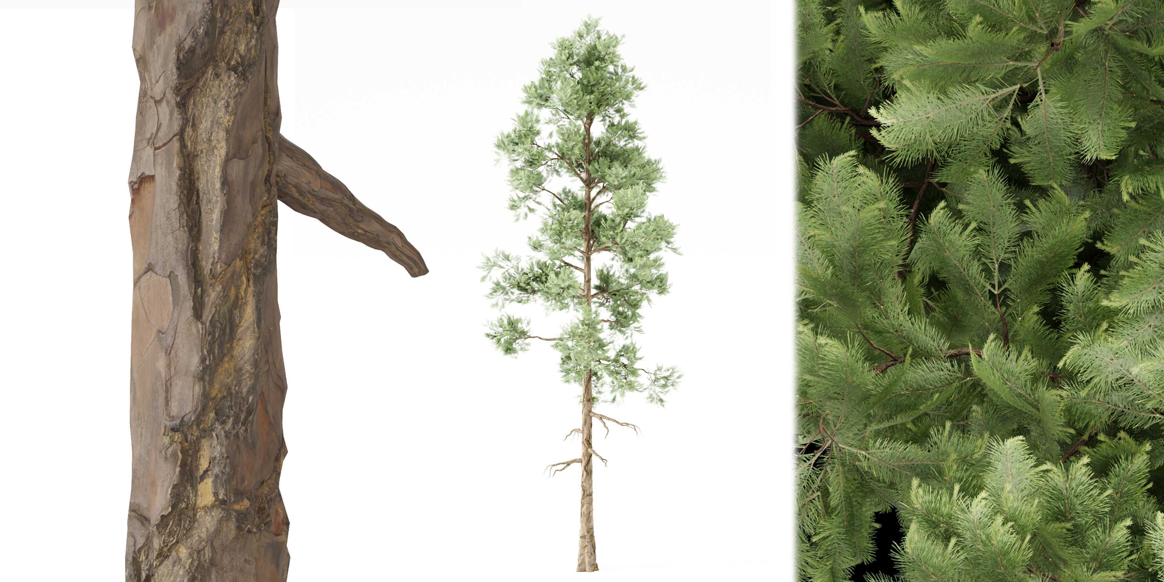 pine trees vol 18-Blender 3D model_3