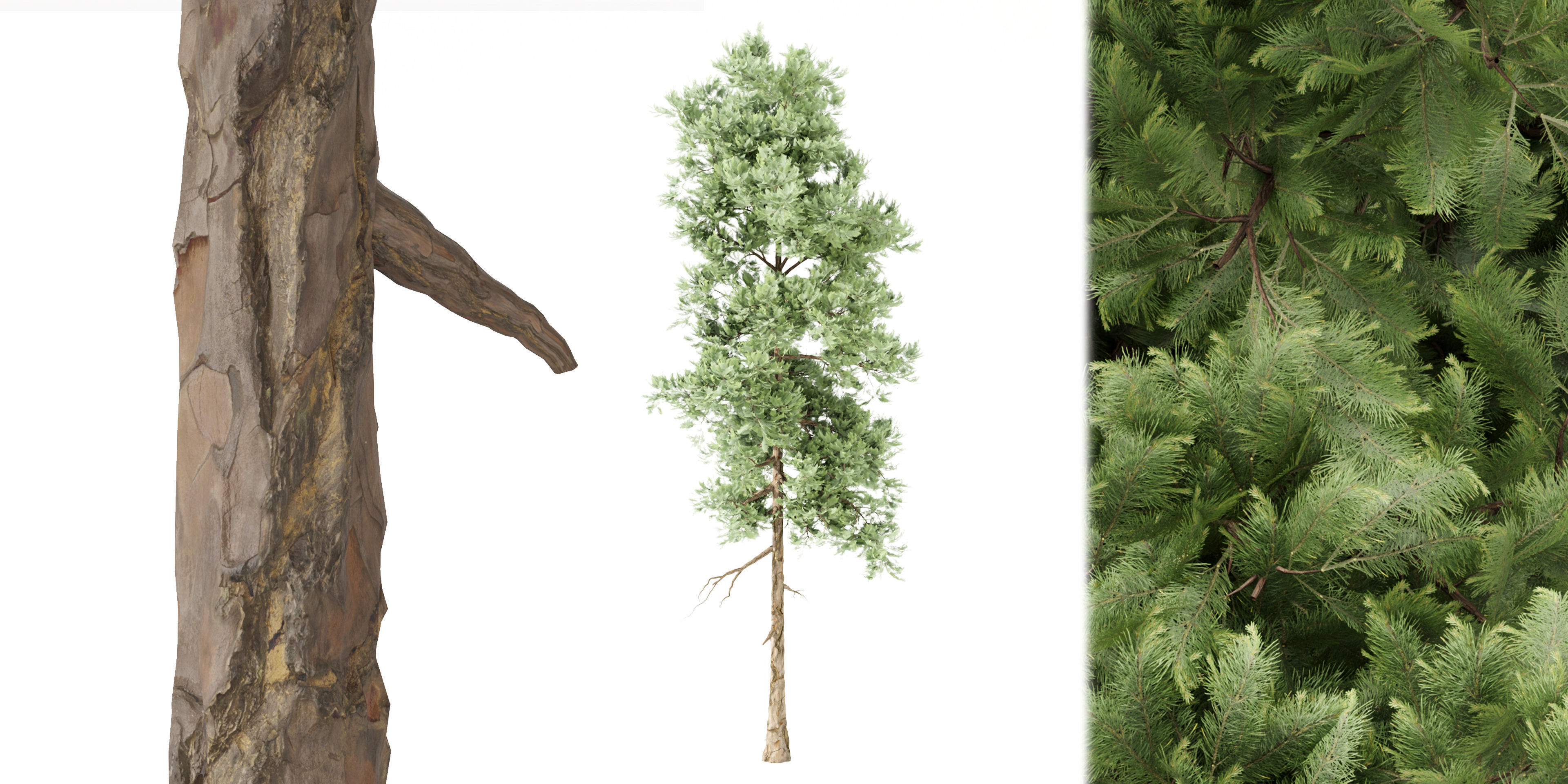 pine trees vol 18-Blender 3D model_4