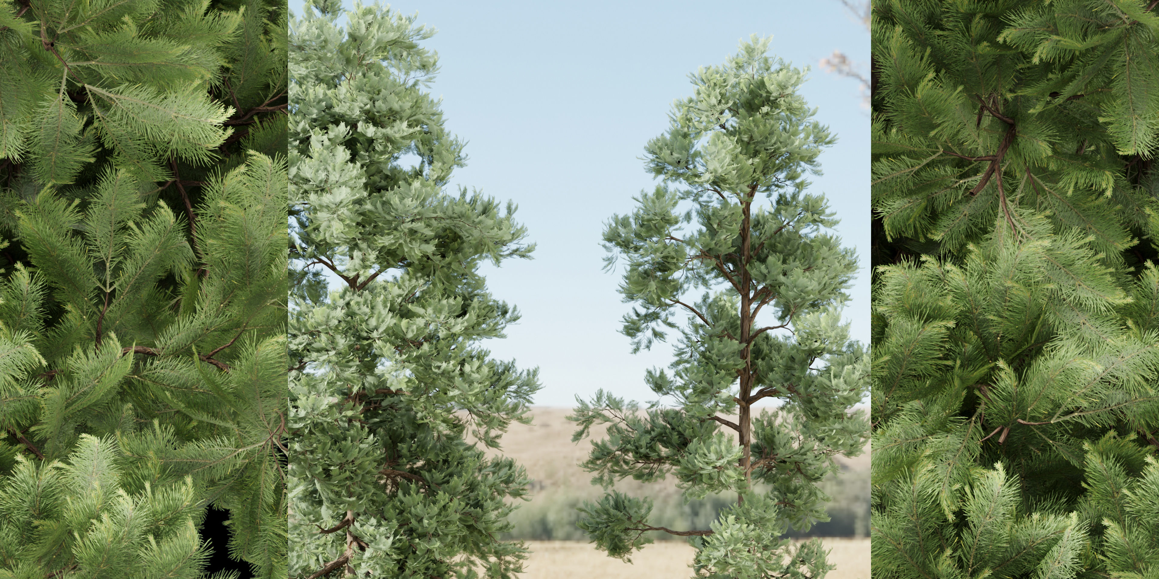 pine trees vol 18-Blender 3D model_2