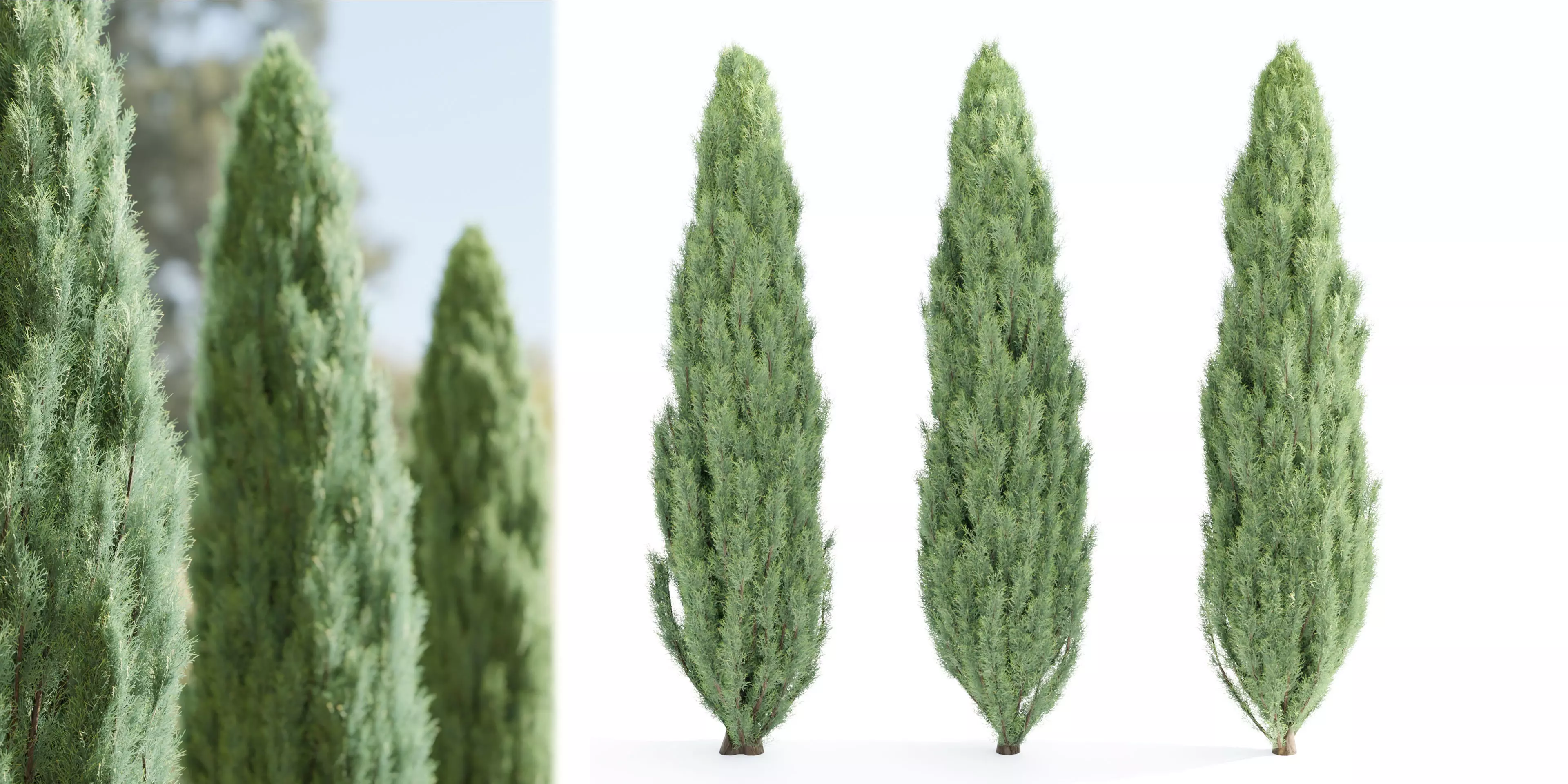 juniper trees collection vol 20-Blender 3D model_0