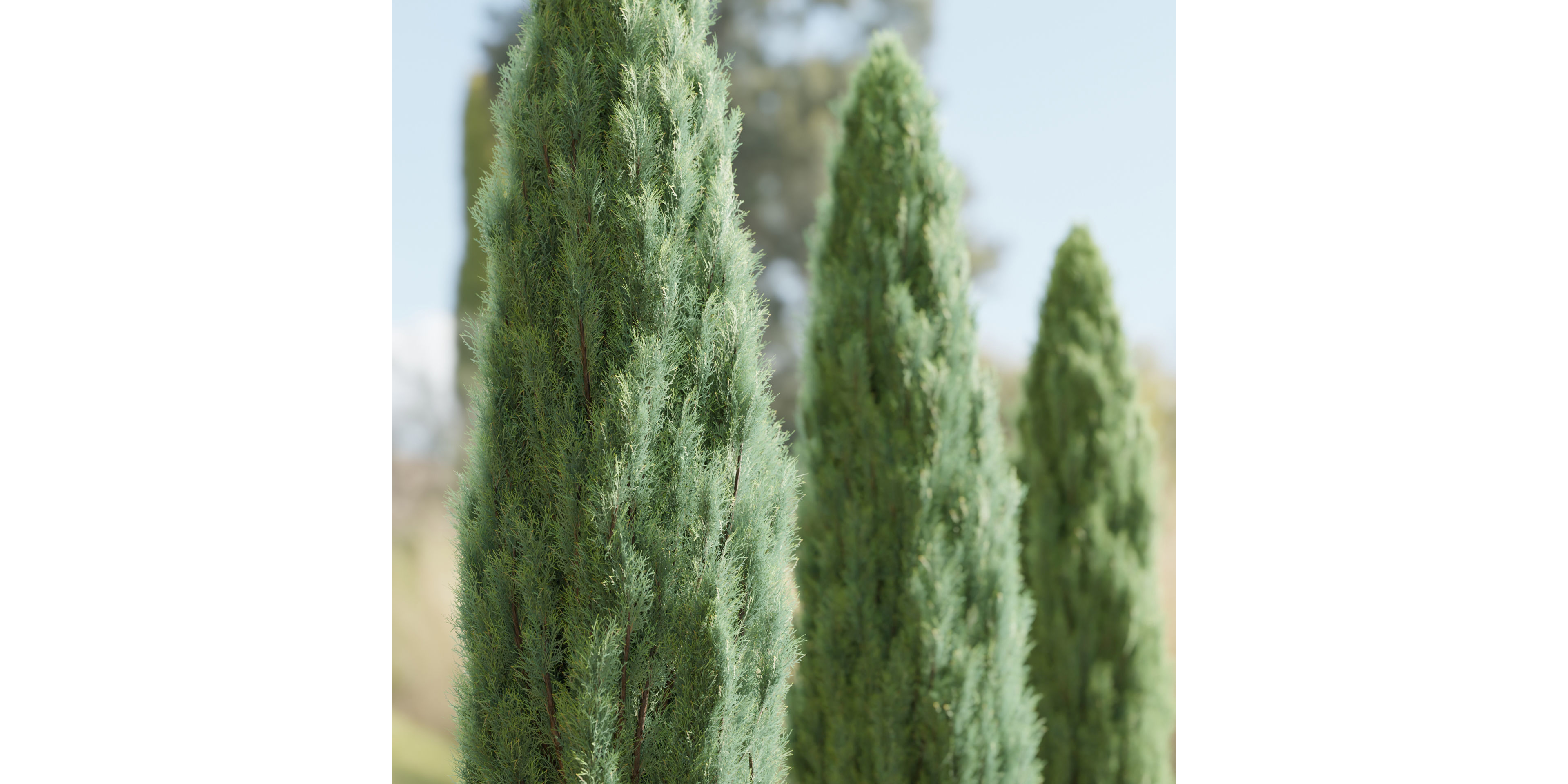 juniper trees collection vol 20-Blender 3D model_1