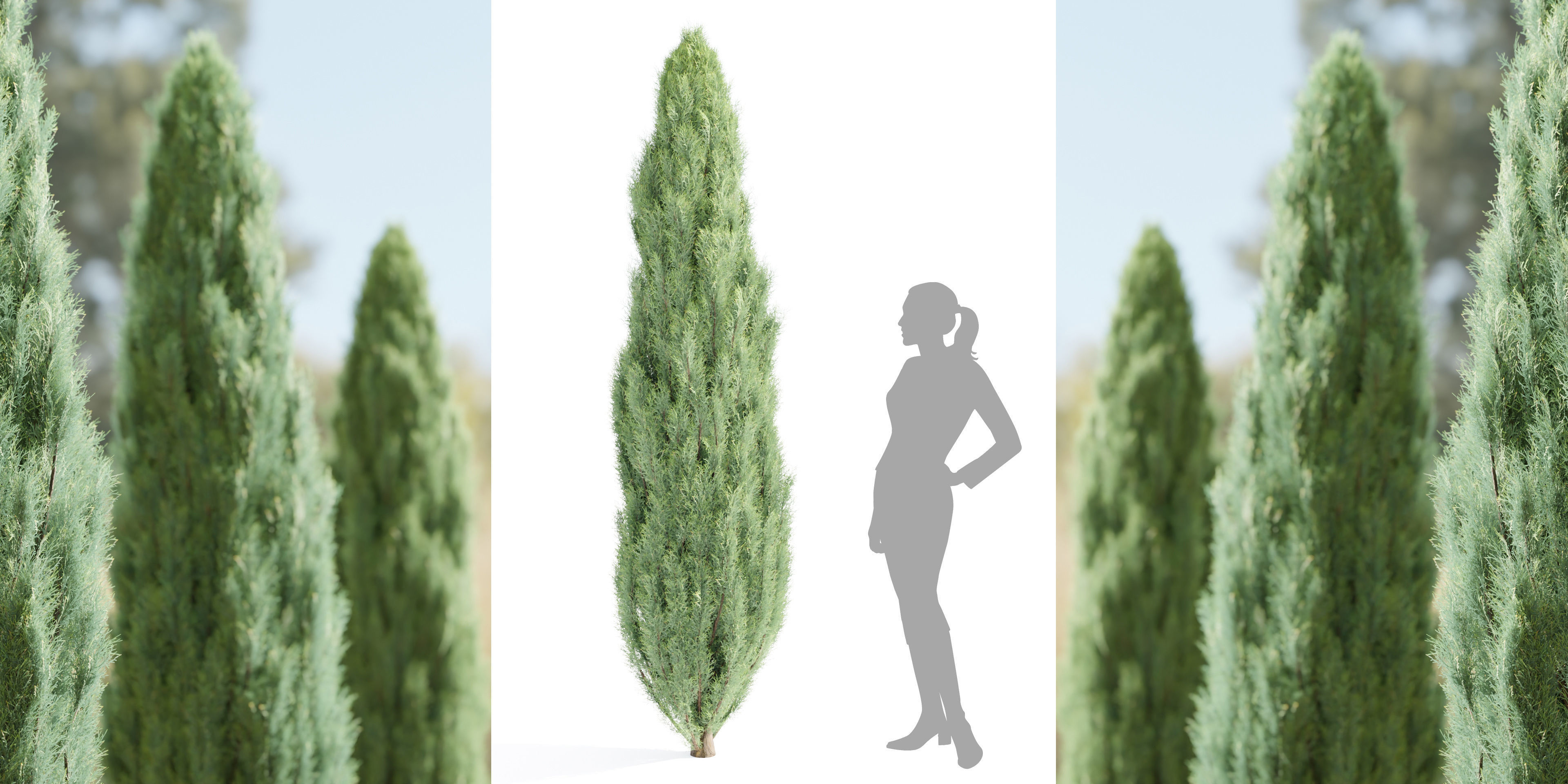 juniper trees collection vol 20-Blender 3D model_4
