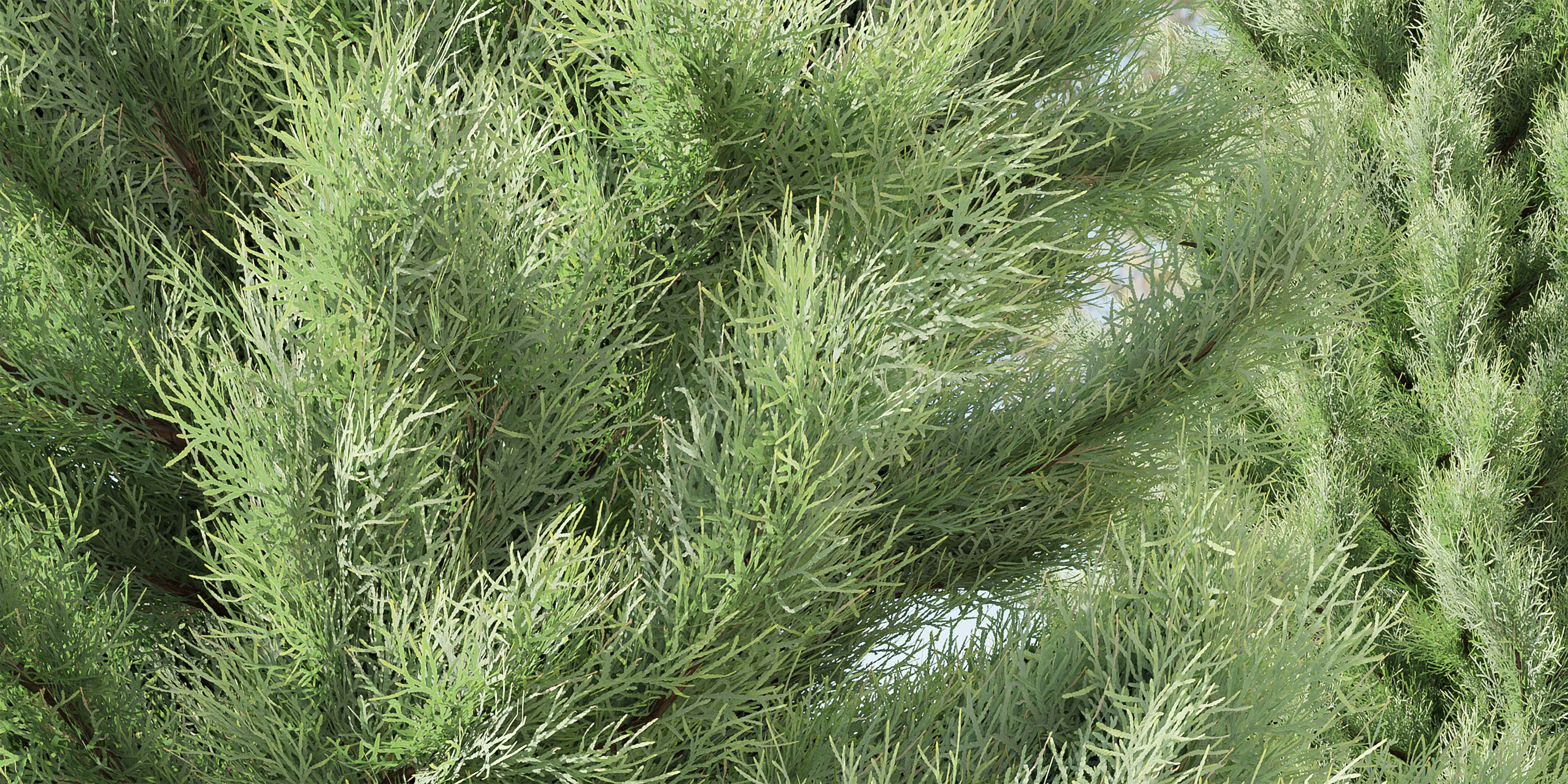pine trees collection vol 22-Blender 3D model_3