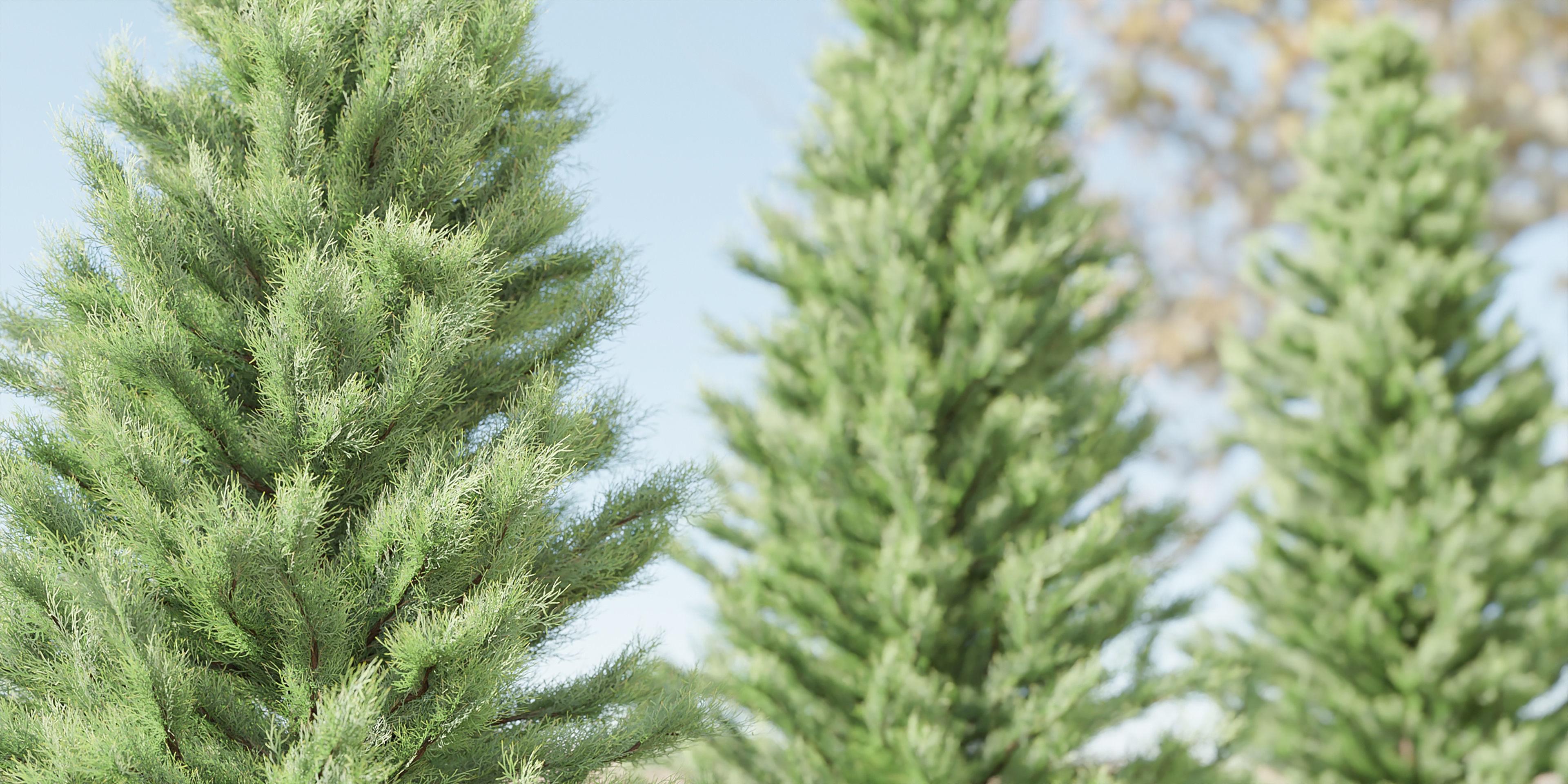 pine trees collection vol 22-Blender 3D model_1
