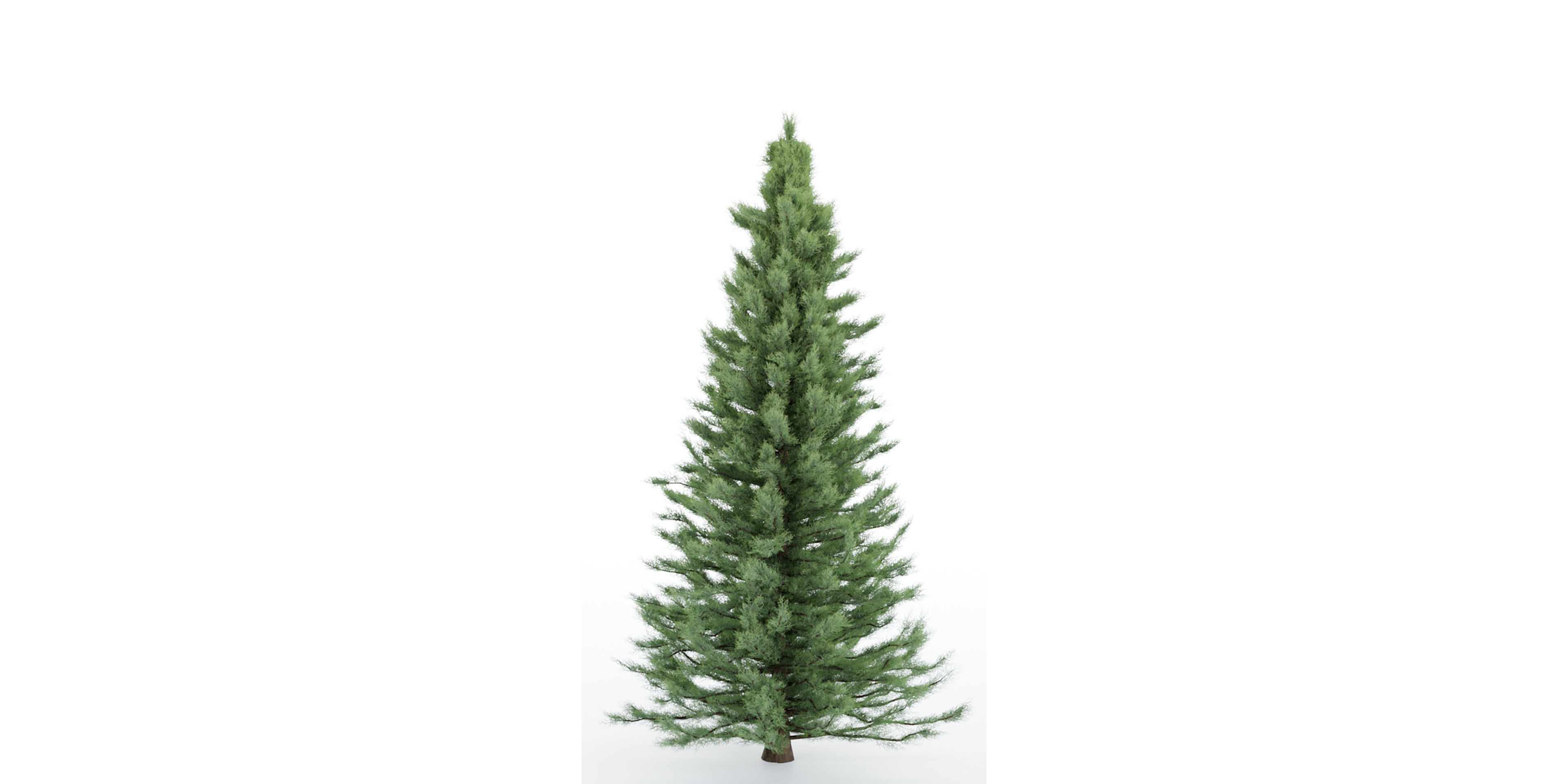 pine trees collection vol 22-Blender 3D model_5