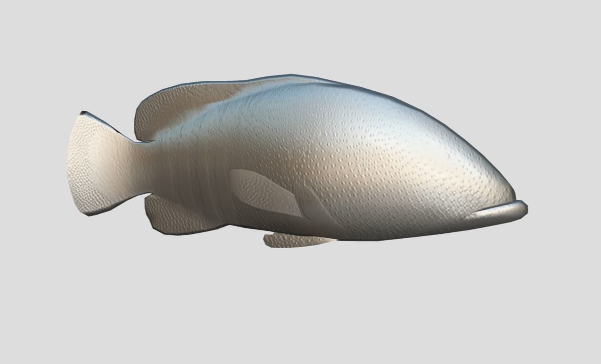 Coral Grouper Realistic Animated Low-poly 3D model_3