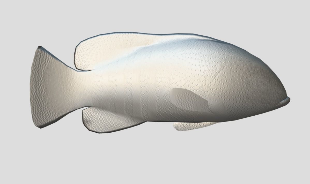 Coral Grouper Realistic Animated Low-poly 3D model_6