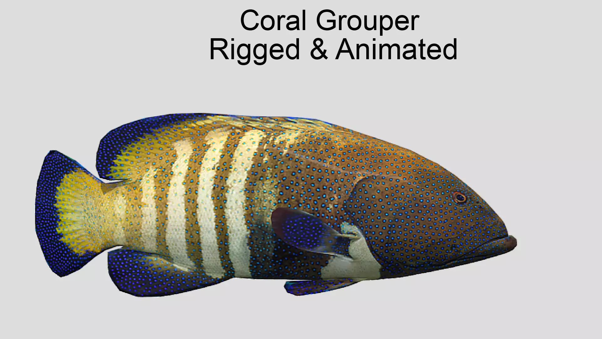 Coral Grouper Realistic Animated Low-poly 3D model_0