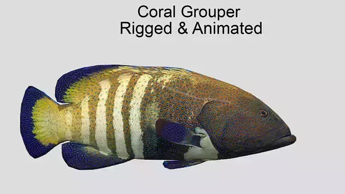 Coral Grouper Realistic Animated Low-poly 3D model
