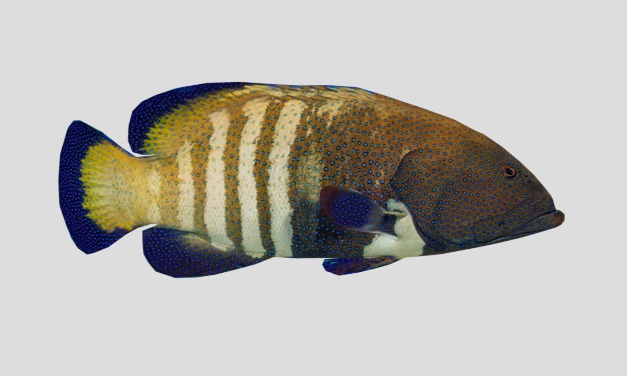 Coral Grouper Realistic Animated Low-poly 3D model_11