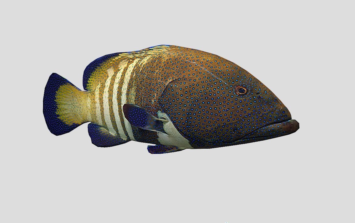 Coral Grouper Realistic Animated Low-poly 3D model_8