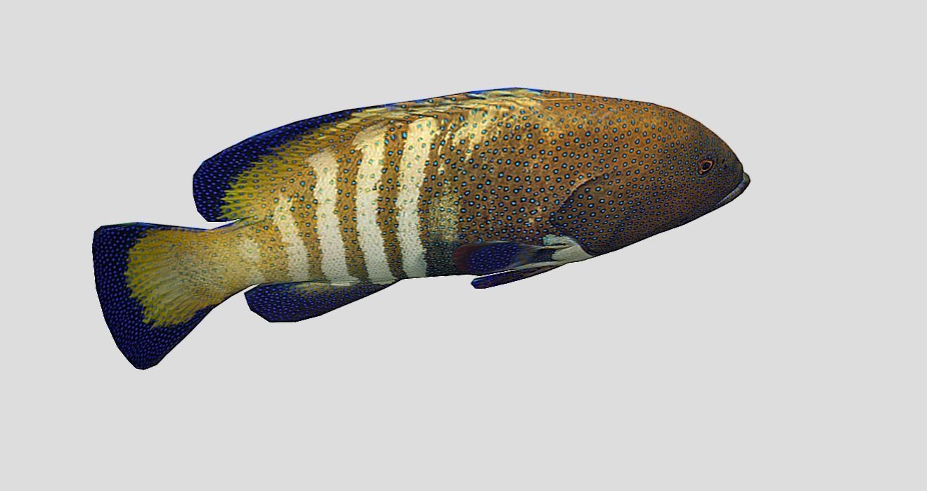 Coral Grouper Realistic Animated Low-poly 3D model_9