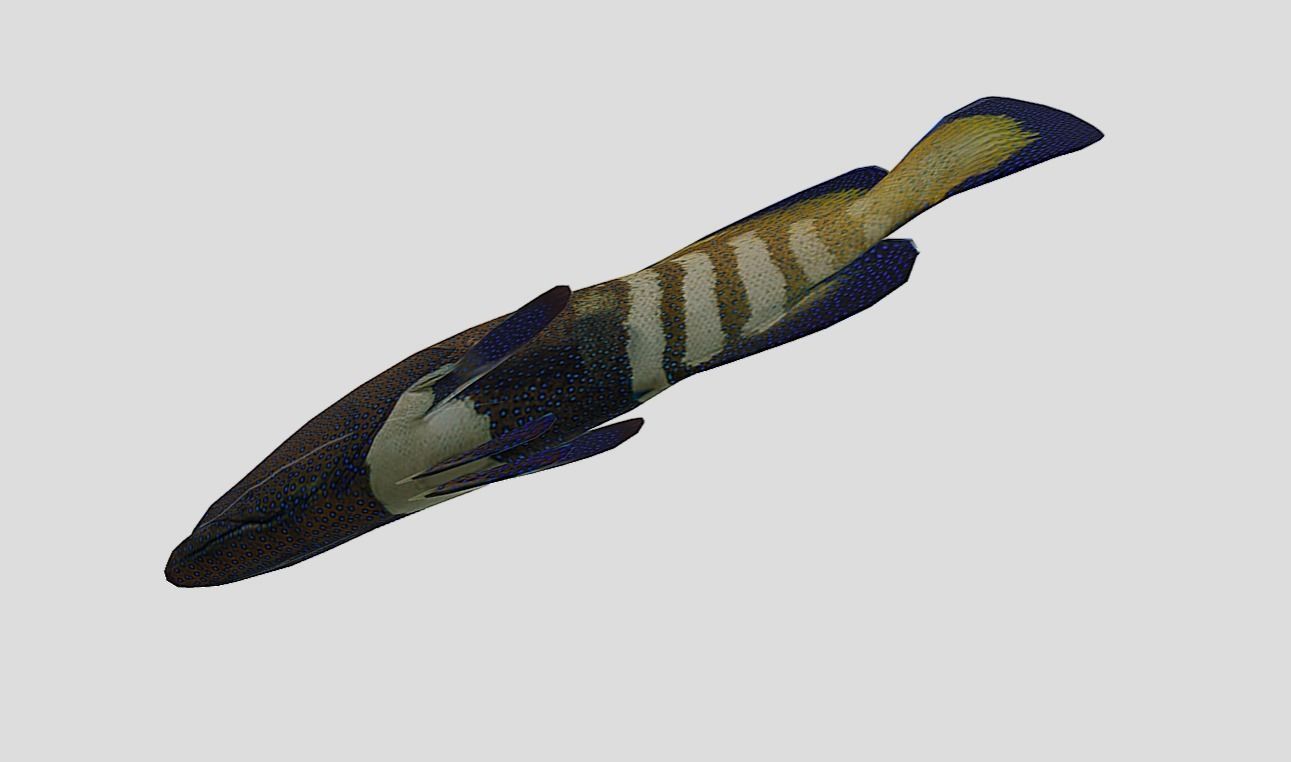 Coral Grouper Realistic Animated Low-poly 3D model_7