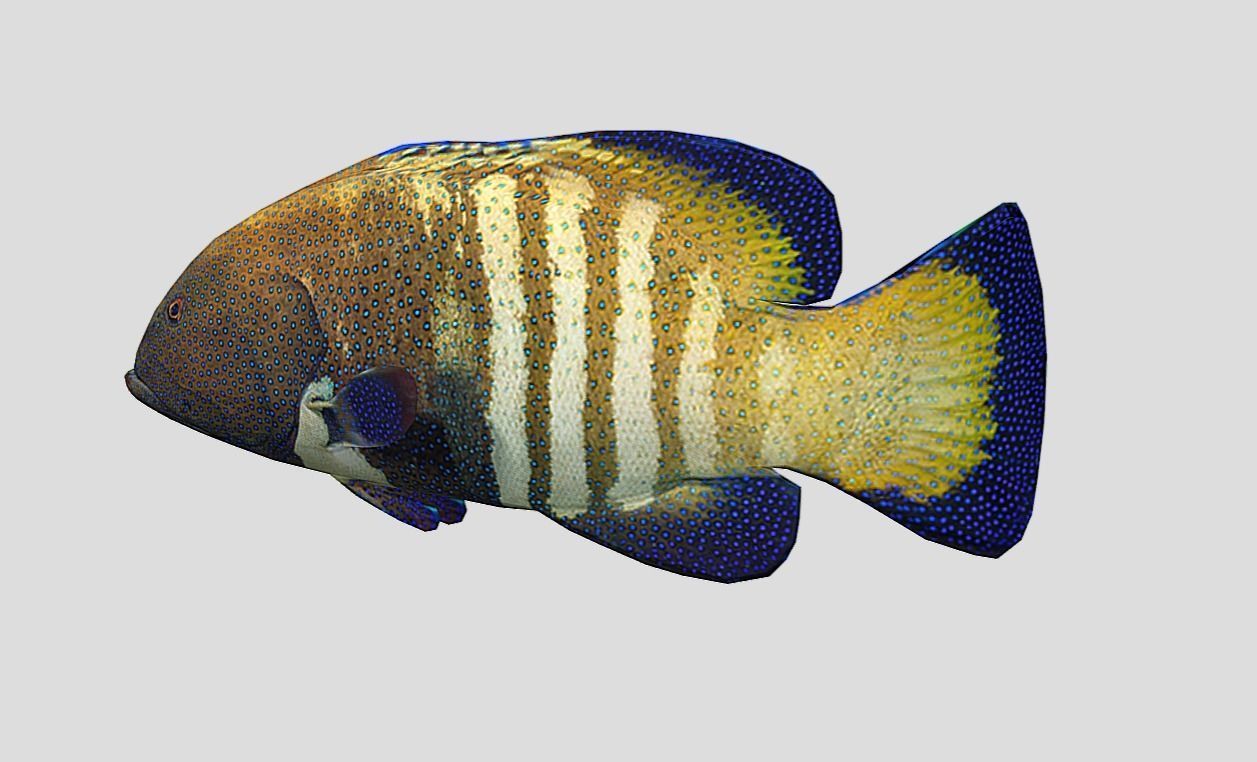 Coral Grouper Realistic Animated Low-poly 3D model_2