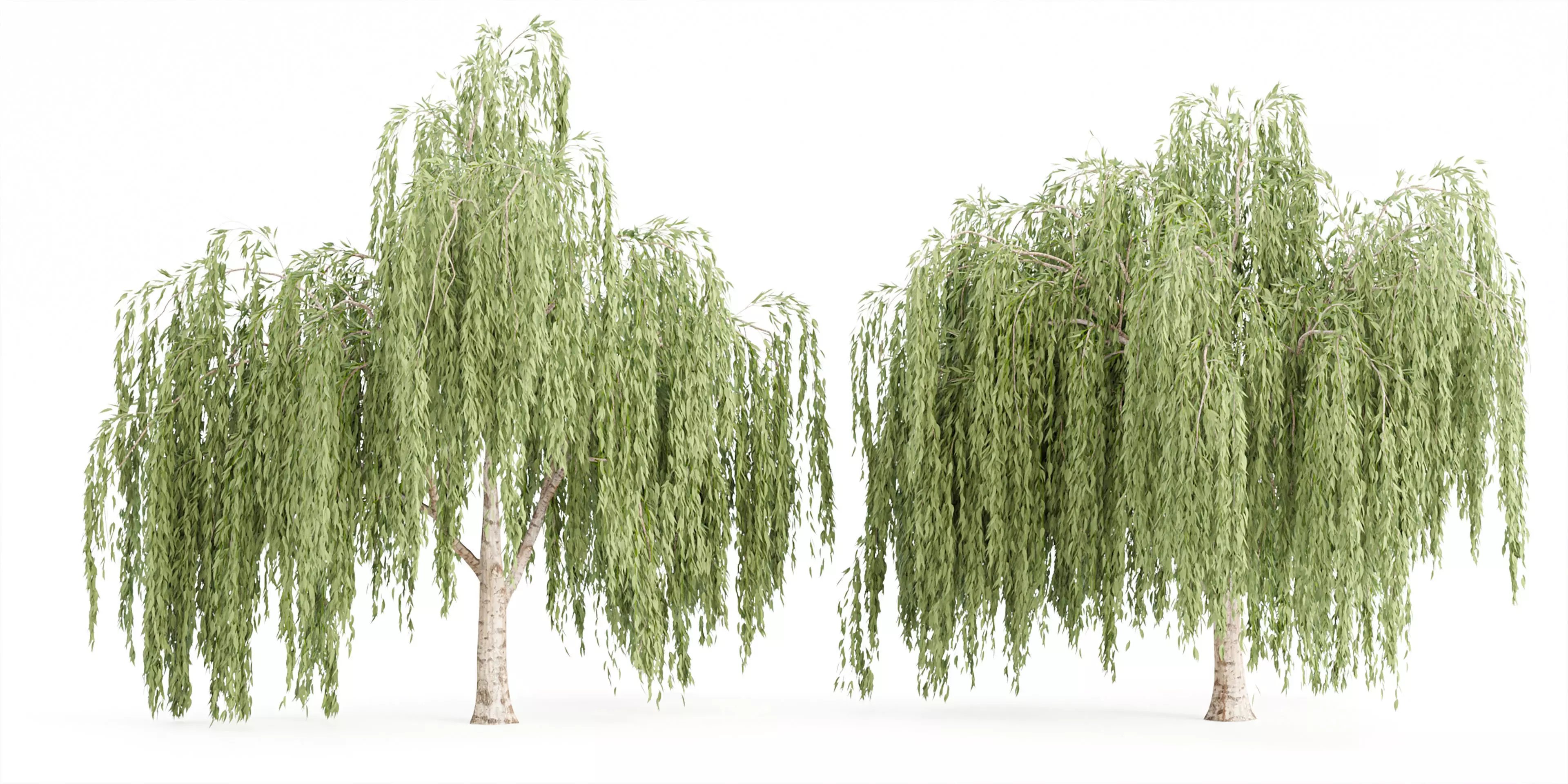 collection willow trees vol 23-Blender 3D model