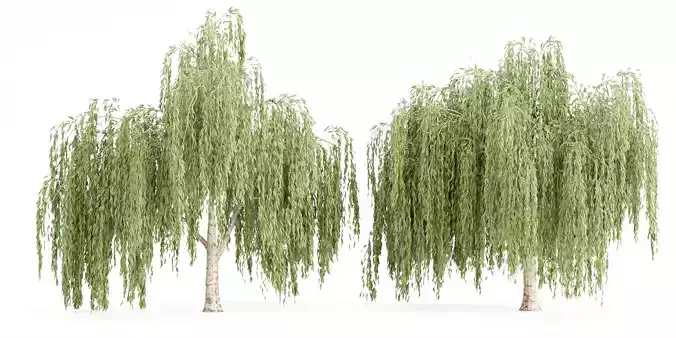 collection willow trees vol 23-Blender 3D model