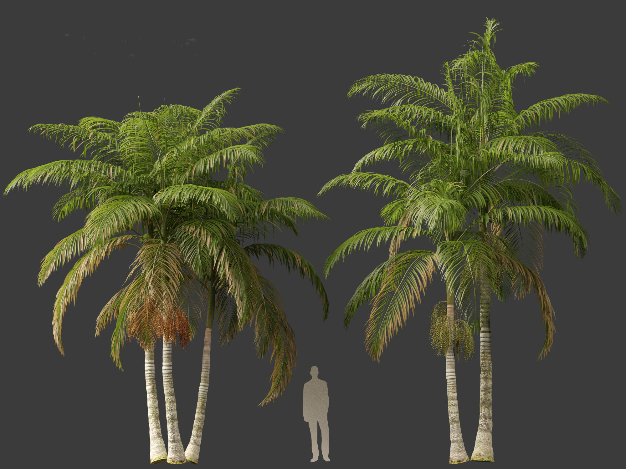 Archontophoenix alexandrae - Alexandra Palm 01 3D model_1