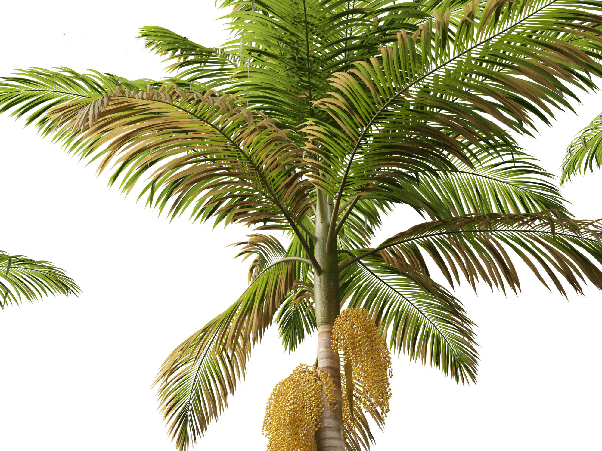 Archontophoenix alexandrae - Alexandra Palm 01 3D model_2