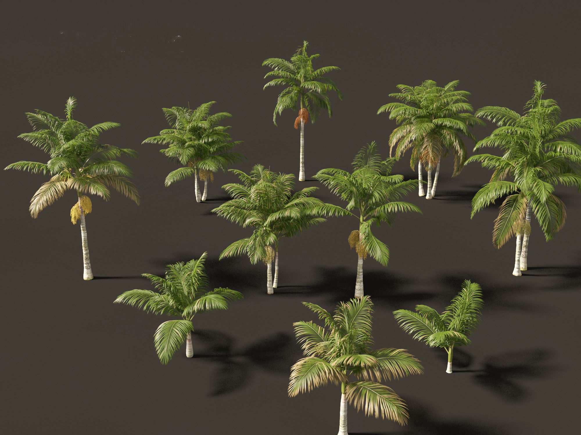 Archontophoenix alexandrae - Alexandra Palm 01 3D model_4