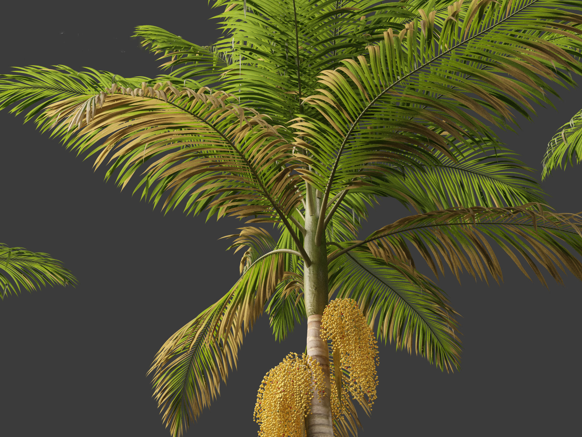 Archontophoenix alexandrae - Alexandra Palm 01 3D model_3