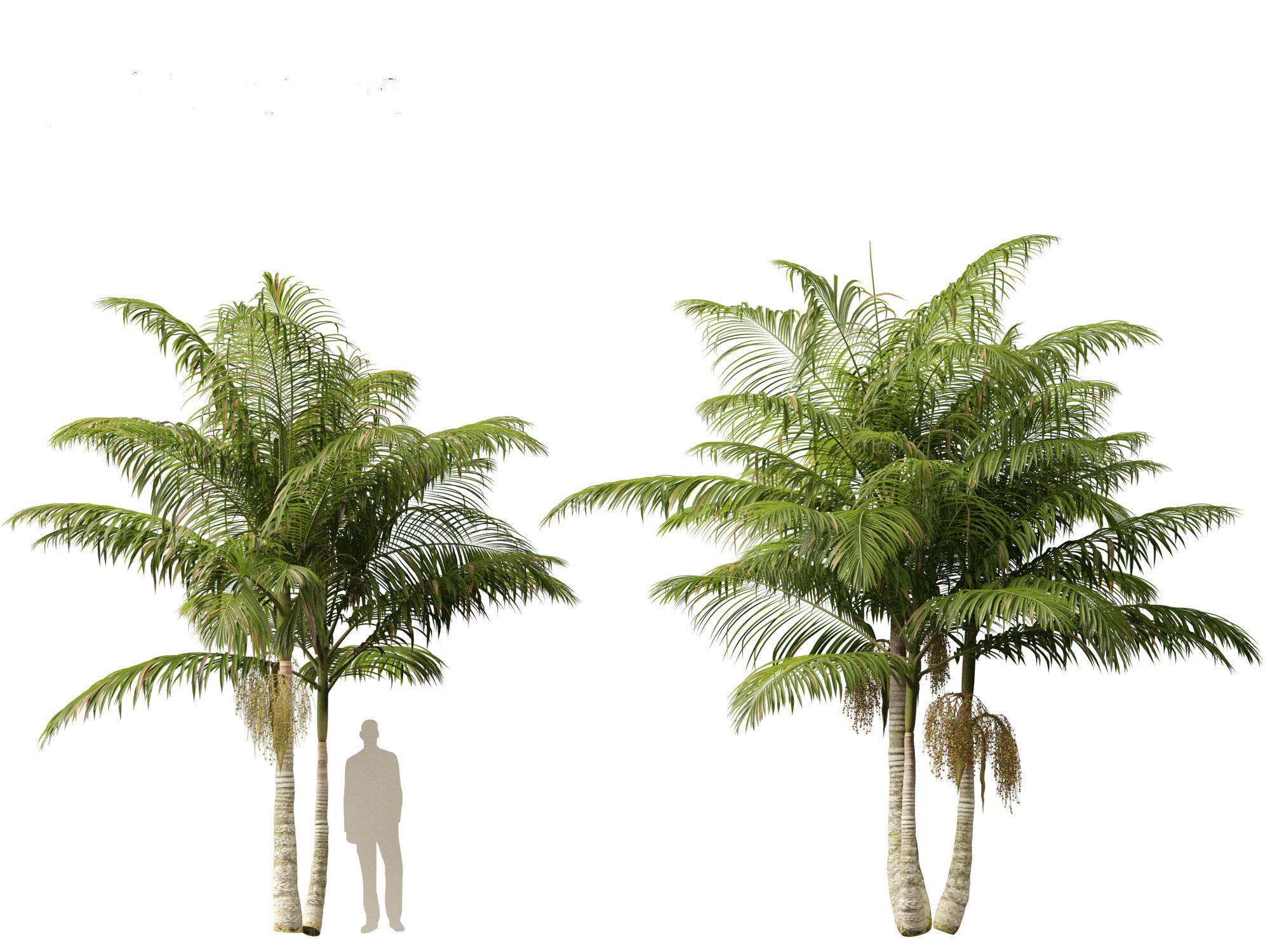 Archontophoenix alexandrae - Alexandra Palm 01 3D model_10