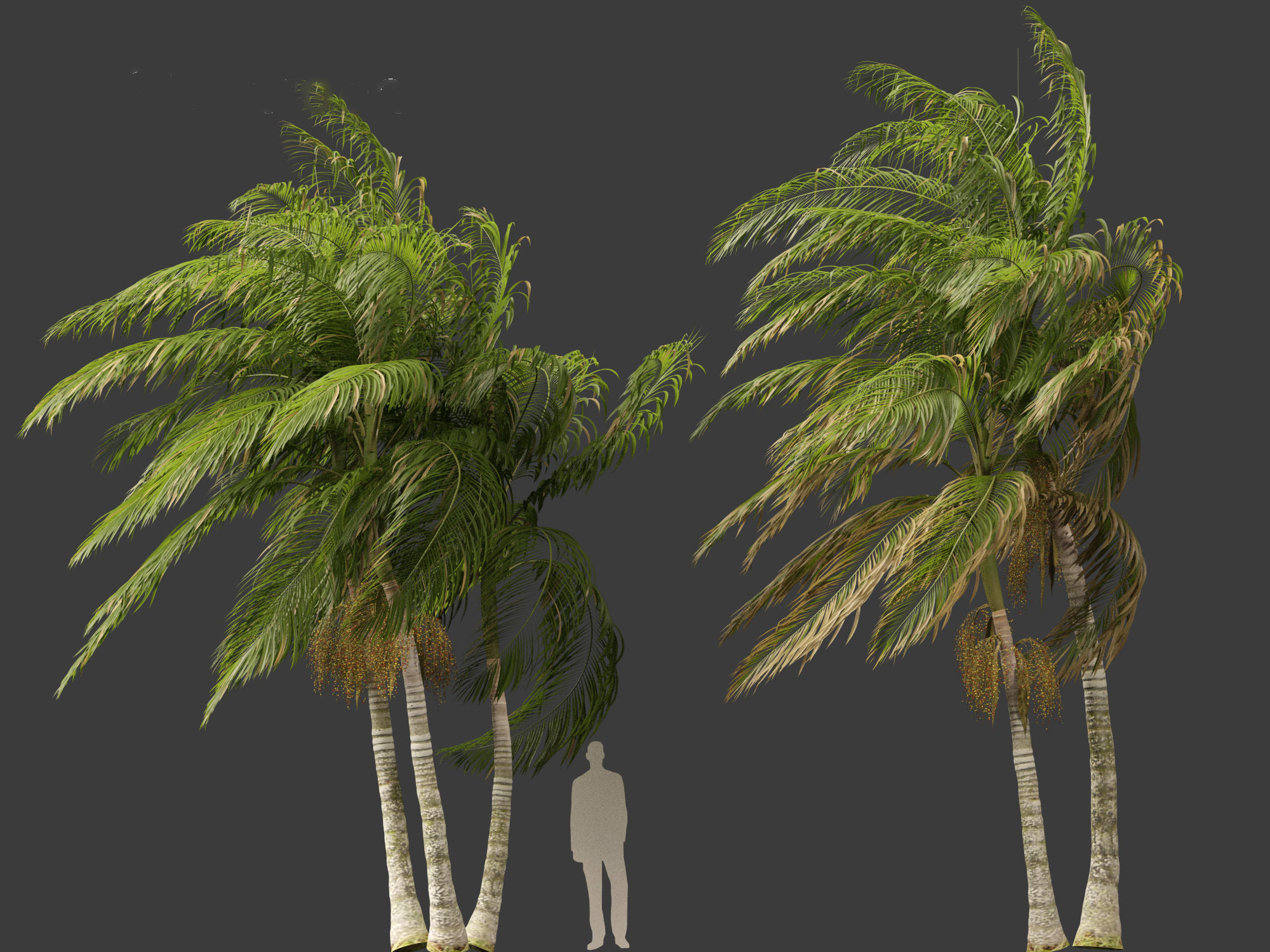 Archontophoenix alexandrae - Alexandra Palm 02 3D model_9