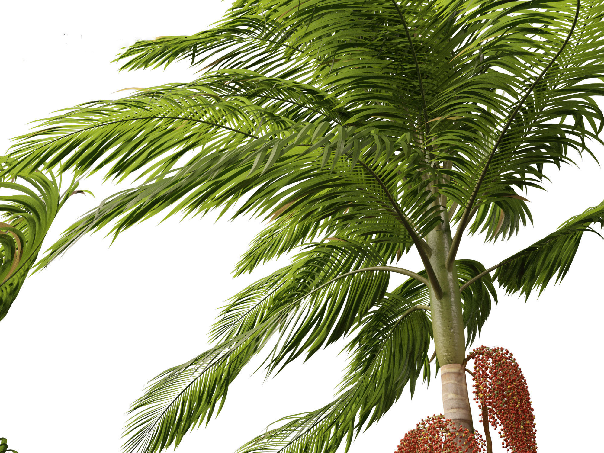 Archontophoenix alexandrae - Alexandra Palm 02 3D model_10