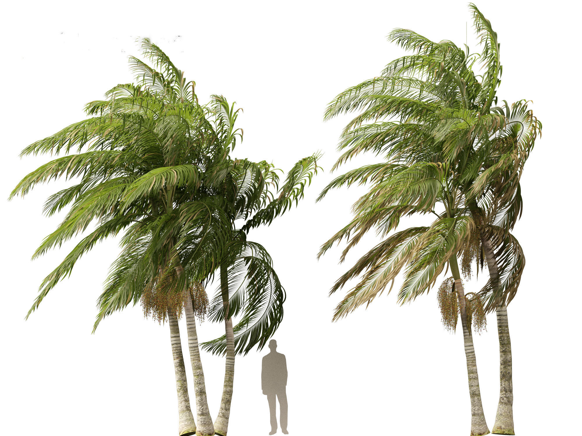 Archontophoenix alexandrae - Alexandra Palm 02 3D model_8