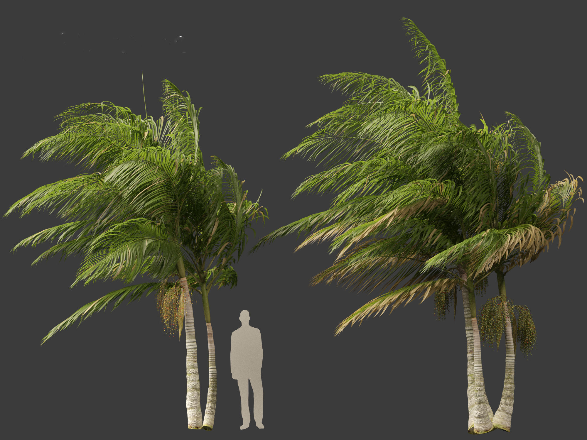 Archontophoenix alexandrae - Alexandra Palm 02 3D model_7
