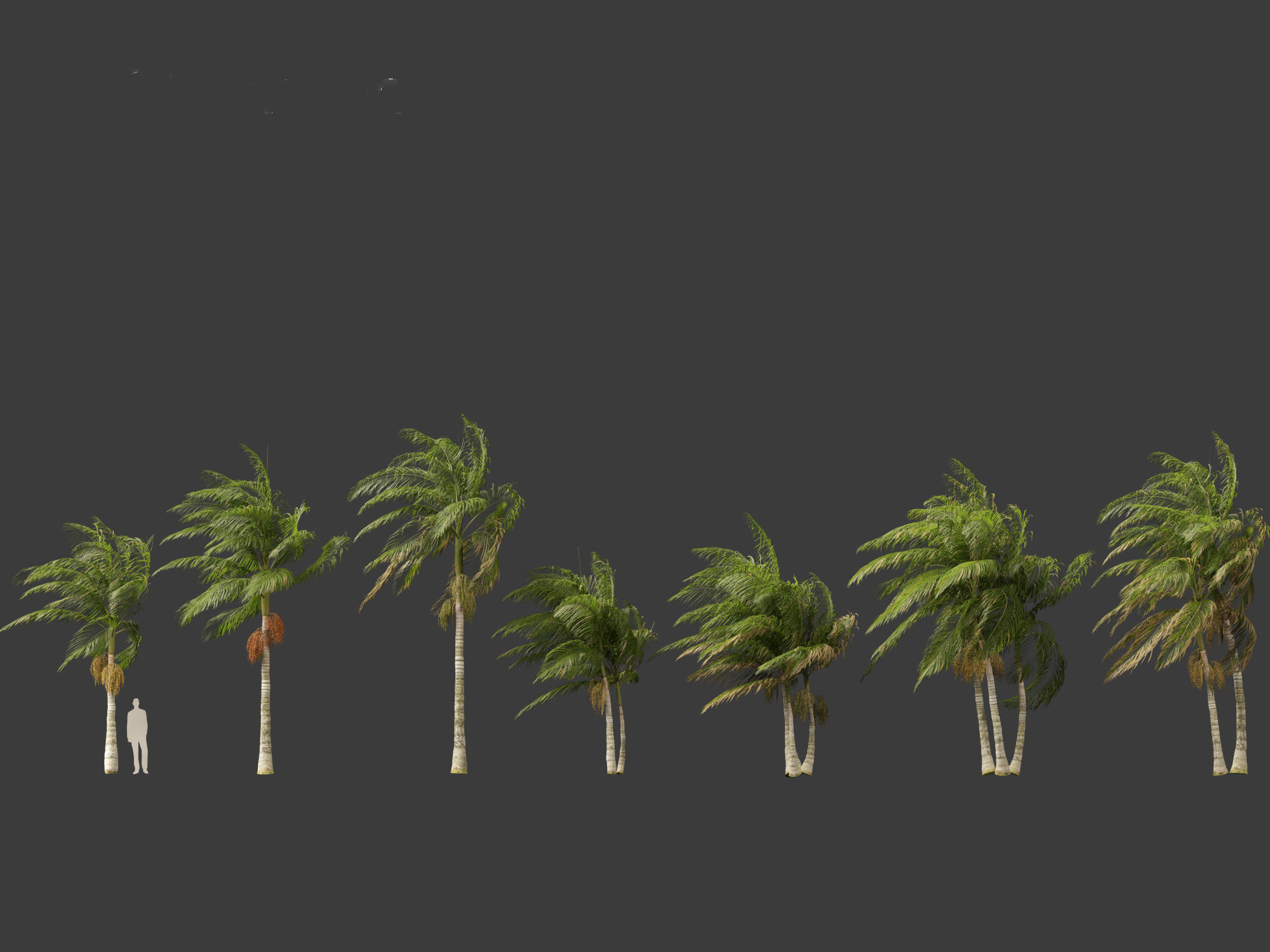 Archontophoenix alexandrae - Alexandra Palm 02 3D model_3