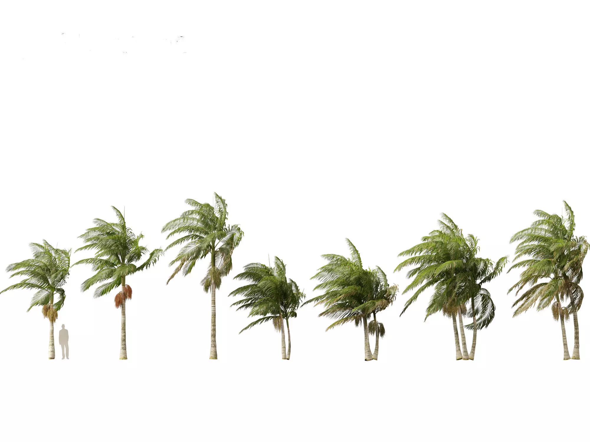 Archontophoenix alexandrae - Alexandra Palm 02 3D model_0