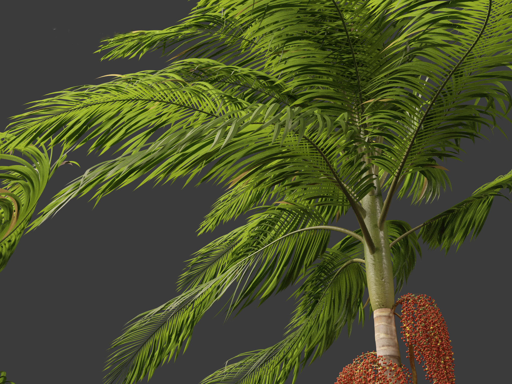 Archontophoenix alexandrae - Alexandra Palm 02 3D model_1