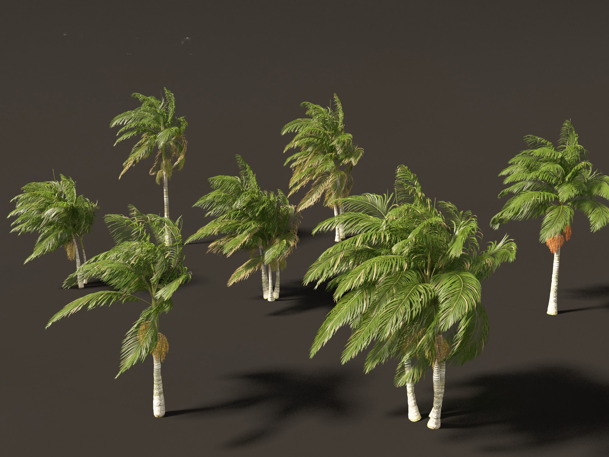 Archontophoenix alexandrae - Alexandra Palm 02 3D model_2
