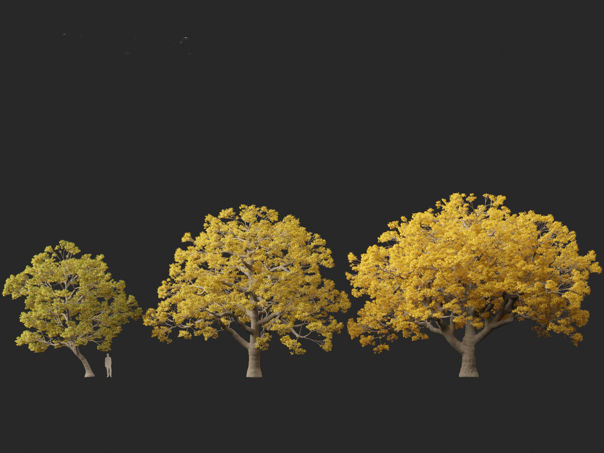 Quercus macrocarpa - Bur oak 3D model_5