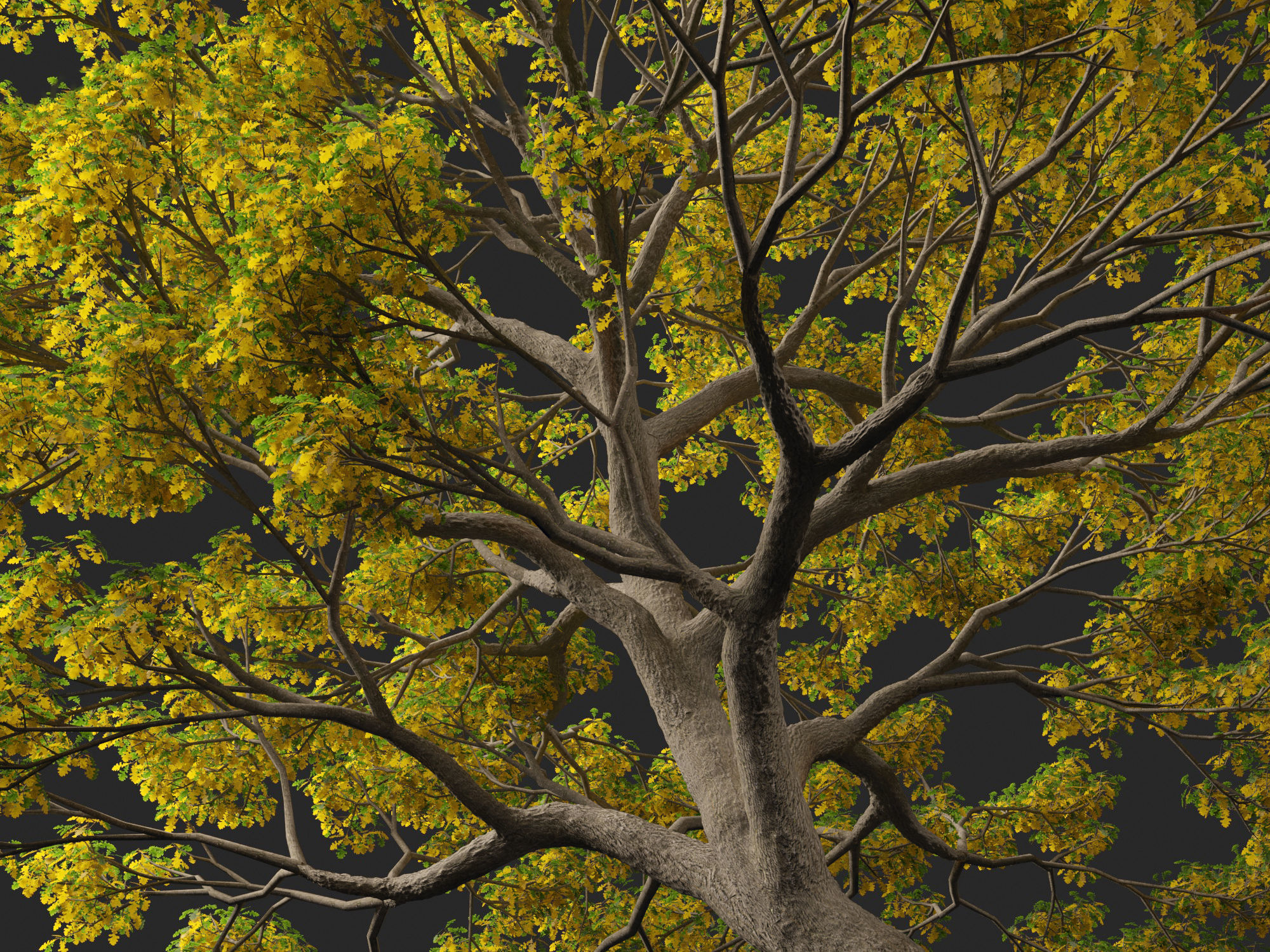 Quercus macrocarpa - Bur oak 3D model_7