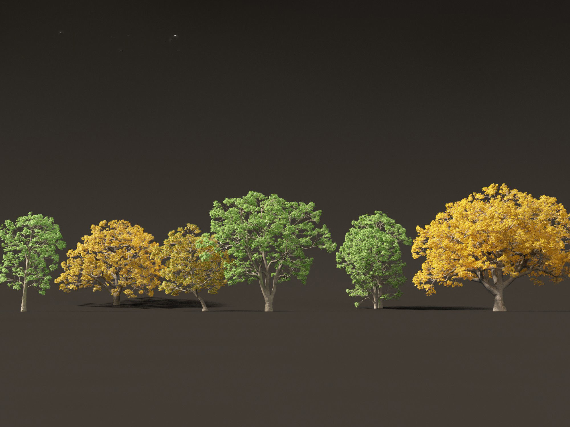 Quercus macrocarpa - Bur oak 3D model_8