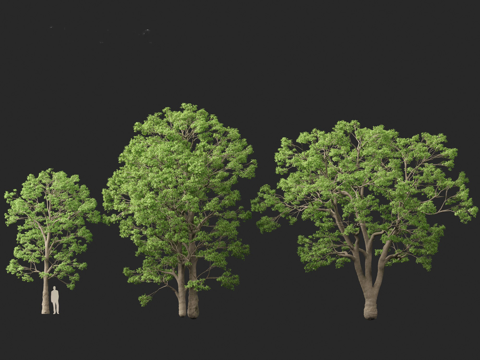Quercus macrocarpa - Bur oak 3D model_3