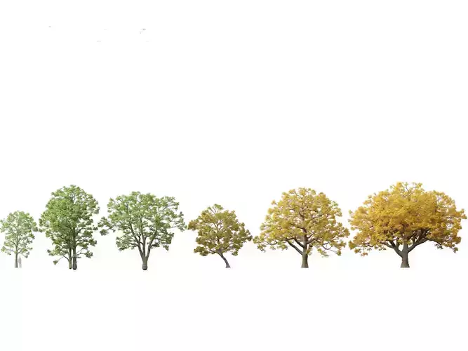 Quercus macrocarpa - Bur oak 3D model
